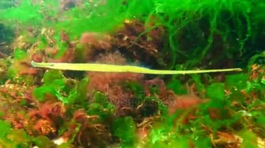 Broadnosed pipefish (Syngnathus typhle) Syngnathidae ailesinin bir balıktır