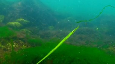 Broadnosed pipefish (Syngnathus typhle) Syngnathidae ailesinin bir balıktır