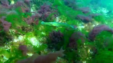 Broadnosed pipefish (Syngnathus typhle) Syngnathidae ailesinin bir balıktır