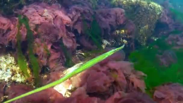 Broadnosed pipefish (Syngnathus typhle) je ryba z čeledi Syngnathidae — Stock video