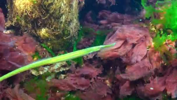 Il pesce pipa diffuso (Syngnathus typhle) è un pesce della famiglia Syngnathidae — Video Stock