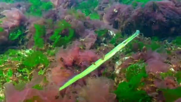 Broadnosed pipefish (Syngnathus typhle) je ryba z čeledi Syngnathidae — Stock video
