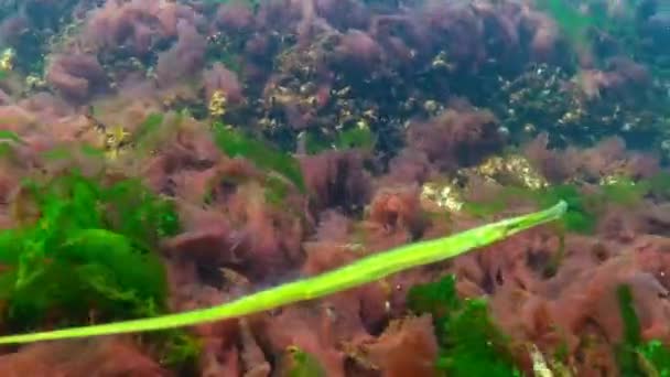 Broadnosed kantnål (Syngnathus typhle) är en fisk i familjen kantnålsfiskar — Stockvideo