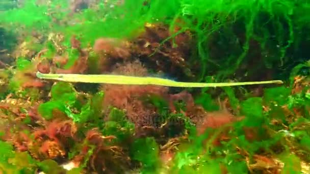 Il pesce pipa diffuso (Syngnathus typhle) è un pesce della famiglia Syngnathidae — Video Stock