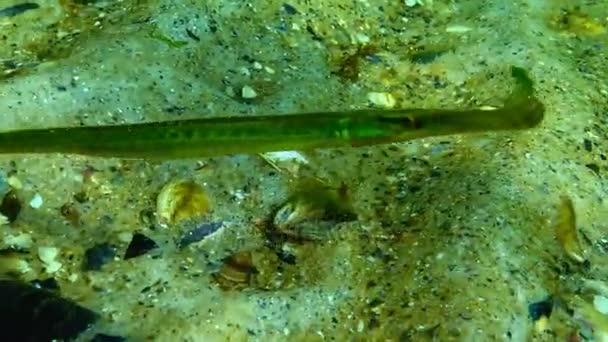 Broadnosed kantnål (Syngnathus typhle) är en fisk i familjen kantnålsfiskar — Stockvideo