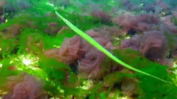 Il pesce pipa diffuso (Syngnathus typhle) è un pesce della famiglia Syngnathidae — Video Stock