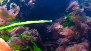 Broadnosed pipefish (Syngnathus typhle) Syngnathidae ailesinin bir balıktır