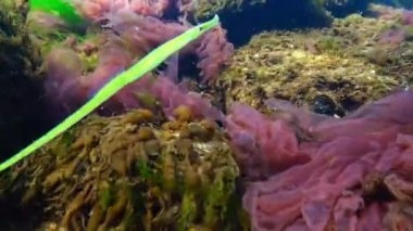 Broadnosed pipefish (Syngnathus typhle) Syngnathidae ailesinin bir balıktır