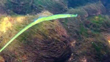 Broadnosed pipefish (Syngnathus typhle) Syngnathidae ailesinin bir balıktır