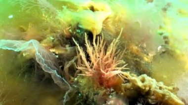 Çalılıkları Karadeniz kıyı taşları deniz yeşil ve kahverengi alg