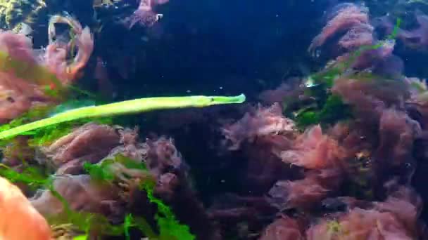 Broadnosed pipefish (Syngnathus typhle) je ryba z čeledi Syngnathidae — Stock video