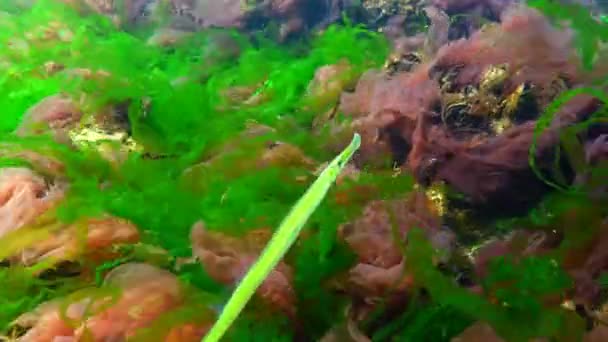 Broadnosed kantnål (Syngnathus typhle) är en fisk i familjen kantnålsfiskar — Stockvideo