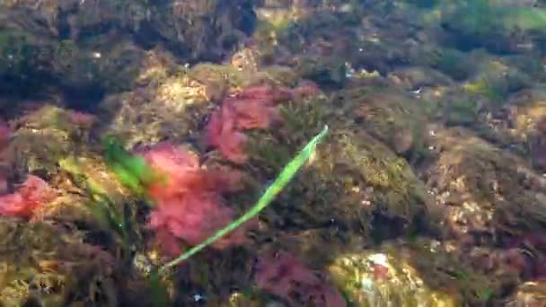 Broadnosed zeenaald (Syngnathus typhle) is een vis uit de familie Syngnathidae — Stockvideo