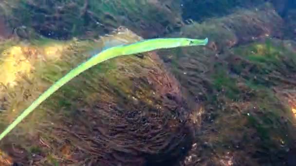 Broadnosed pipefish (Syngnathus typhle) is a fish of the Syngnathidae family — Stock Video