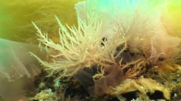 Notas de algas marinhas verdes e marrons nas pedras costeiras do Mar Negro — Vídeo de Stock