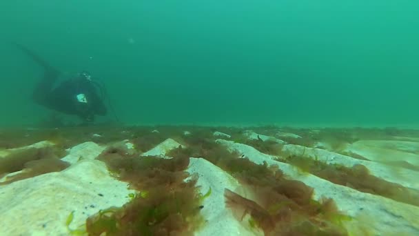 De bodem van de zee, bedekt met golven van zand en zeewier — Stockvideo