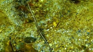 Deniz yosunu çalılıkları içinde siyah çizgili pipefish (Syngnathus abaster)