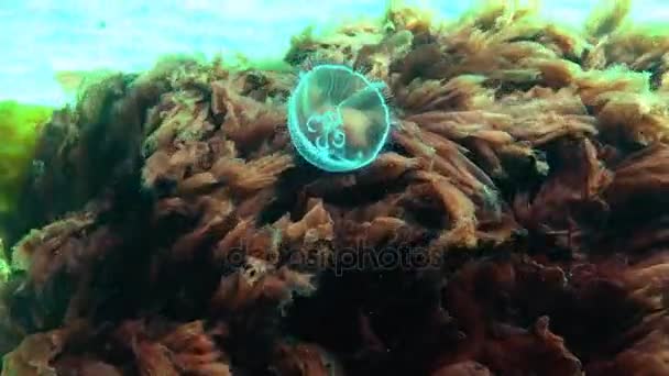 Fauna del Mar Nero. Aurelia aurita (medusa lunare, medusa lunare, medusa comune o medusa piattino) è una specie ampiamente studiata del genere Aurelia. Baia di Odessa, Mart 2017 . — Video Stock