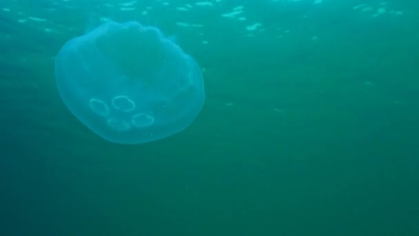 Fauny Morza Czarnego. Aurelia uszata (Księżyc galaretki, księżyc jellyfish, jellyfish wspólne lub spodek galaretki) jest szeroko badane gatunki z rodzaju Aurelia. Odessa Bay, Mart 2017. — Wideo stockowe
