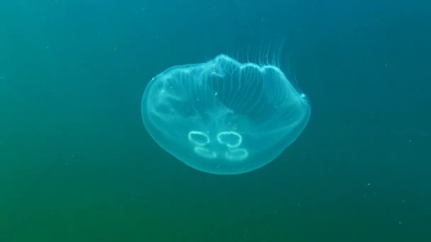 Fauny Morza Czarnego. Aurelia uszata (Księżyc galaretki, księżyc jellyfish, jellyfish wspólne lub spodek galaretki) jest szeroko badane gatunki z rodzaju Aurelia. Odessa Bay, Mart 2017. — Wideo stockowe