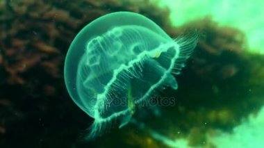 Karadeniz fauna. Aurelia aurita (ay jöle, ay denizanası, ortak denizanası veya daire jöle) cins Aurelia yaygın olarak çalışılmış bir türüdür. Odessa Bay, Mart 2017.