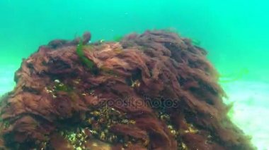 Karadeniz flora. Mart ayında kayalarda Karadeniz üzerinde kırmızı algler (Porphira leucosticta)