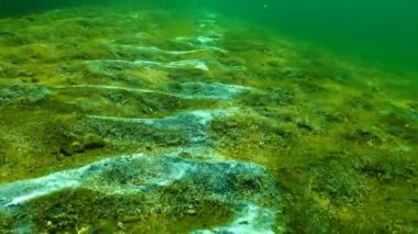 Deniz kirliliği ekoloji. Kum, Karadeniz, Odessa Bay yüzeyi deniz funge