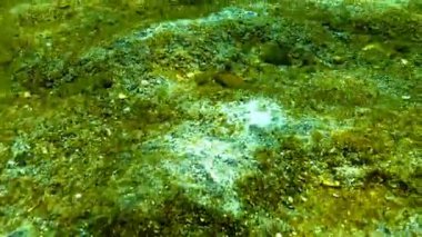 Deniz kirliliği ekoloji. Kum, Karadeniz, Odessa Bay yüzeyi deniz funge