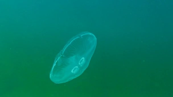 黒海の生物相。ミズクラゲ (月ゼリー、ミズクラゲ、一般的なクラゲやソーサー ゼリー) 属オーレリアの広く研究の種であります。オデッサ湾、マート 2017. — ストック動画