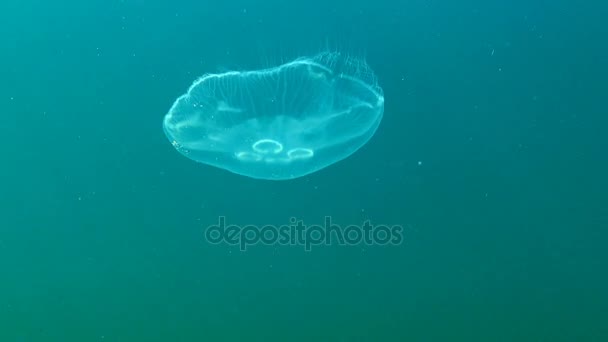 Svarta havet fauna. Aurelia aurita (moon gelé, månen maneter, vanliga maneter eller tefat gelé) är en allmänt studerade arter av släktet Aurelia. Odessa Bay, Mart 2017. — Stockvideo