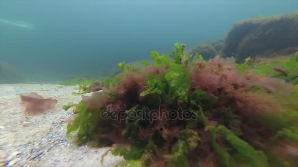 Černé moře flora. Červené řasy (Porphira leucosticta) na skalách v březnu v černém moři — Stock video