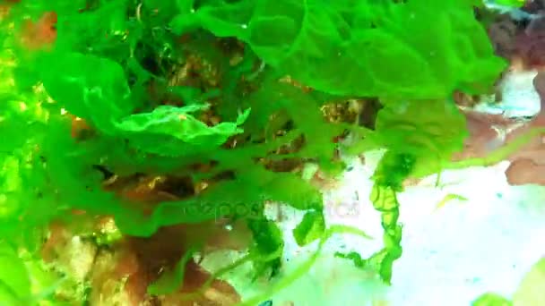 Flora del Mar Negro. Idotea balthica es un isópodo marino que vive en algas marinas y pastos marinos en la zona submareal de las costas rocosas. — Vídeo de stock