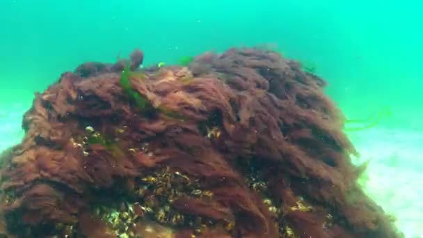 Schwarzmeerflora. Rotalgen (Porphira leucosticta) auf Felsen im Schwarzen Meer — Stockvideo