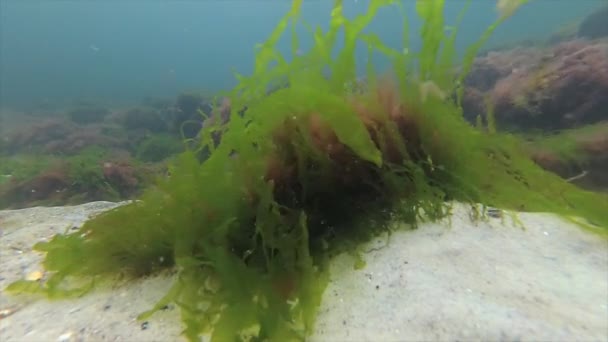 黑海地区植物区系。在黑海的石头上的绿藻浒苔 sp。 — 图库视频影像