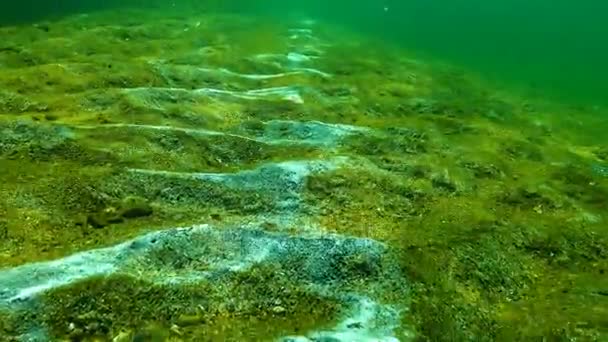 Екологію моря, забруднення навколишнього середовища. Морські funge на поверхні піску, Чорне море, Одеської затоки — стокове відео