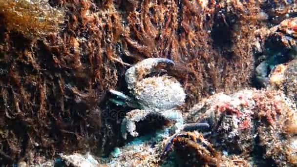 Ягуар круглый краб (Xantho poressa). Фауна Черного моря, Украина . — стоковое видео