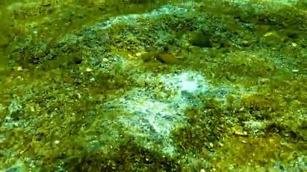 Ekologin i havet och föroreningar. Marina funge på ytan av sand, Svarta havet, Odessa Bay — Stockvideo