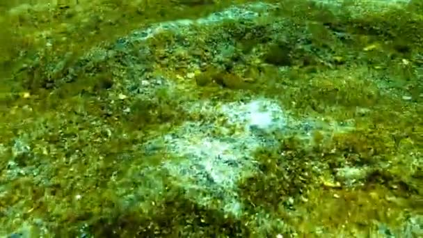 Deniz kirliliği ekoloji. Kum, Karadeniz, Odessa Bay yüzeyi deniz funge — Stok video