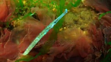 Erkek geniş burunlu pipefish (Syngnathus typhle) yosun çalılıkları içinde