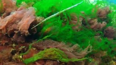 Erkek geniş burunlu pipefish (Syngnathus typhle) yosun çalılıkları içinde