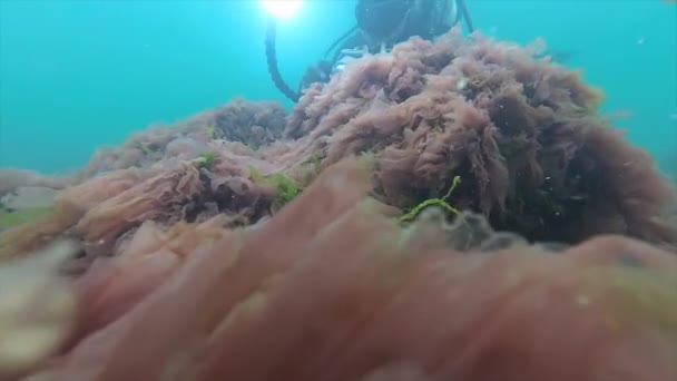 Buceador y algas rojas (Porphira leucosticta) sobre rocas en marzo en el Mar Negro — Vídeo de stock