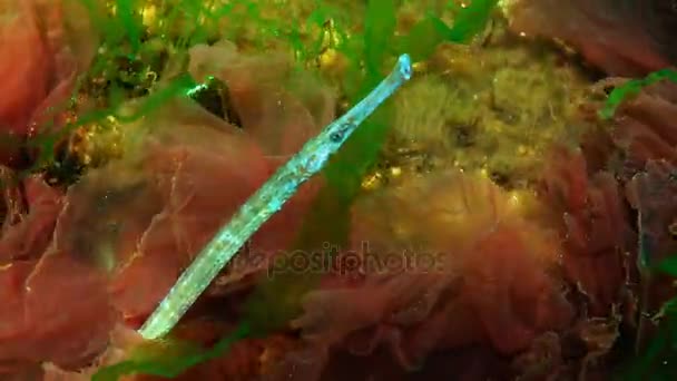 Samec pipefish širokým nosem (Syngnathus typhle), v houštinách mořských řas — Stock video