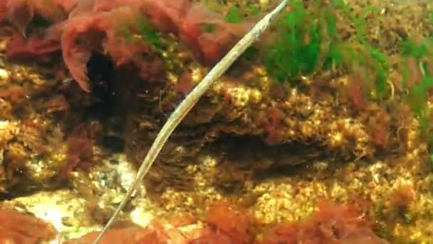 Férfi széles orrú kis tűhal (Syngnathus typhle), a bozót, tengeri alga — Stock videók