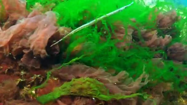 Pipefish (Syngnathus typhle) mâle à nez large dans les fourrés d'algues — Video