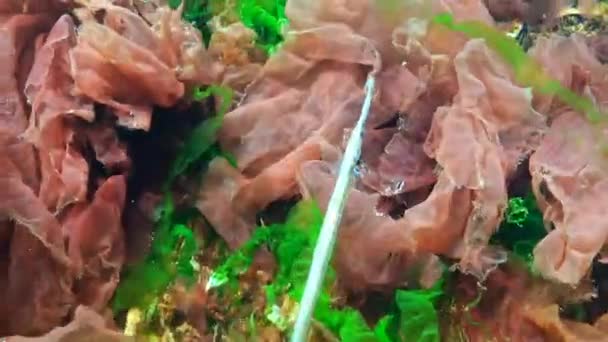 Tubos-de-nariz-largo (Syngnathus typhle), machos, nas moitas de algas marinhas — Vídeo de Stock