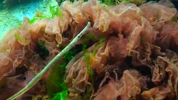 海藻の茂みに男性広鼻ヨウジウオ (Syngnathus typhle) — ストック動画