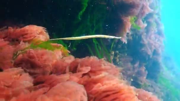 Pesce palla maschio dal naso largo (Syngnathus typhle) nelle boscaglie di alghe marine — Video Stock