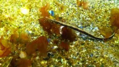 Deniz yosunu çalılıkları içinde siyah çizgili pipefish (Syngnathus abaster)