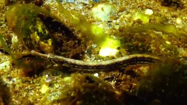 Pipas de rayas negras (Syngnathus abaster) en los matorrales de algas marinas — Vídeos de Stock