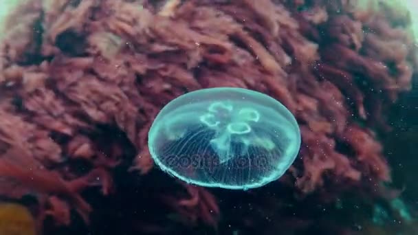 Svarta havet fauna. Aurelia aurita (moon gelé, månen maneter, vanliga maneter eller tefat gelé) är en allmänt studerade arter av släktet Aurelia — Stockvideo